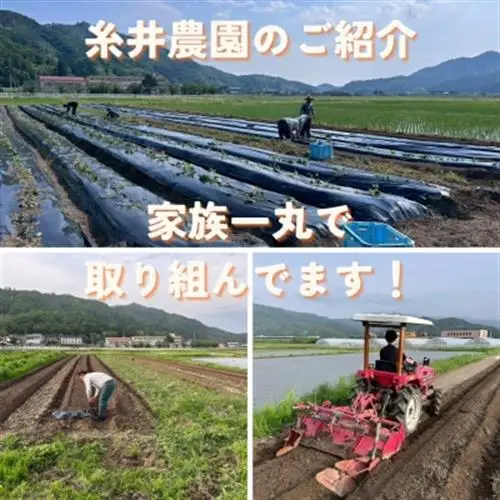 【熟成干し芋】京都府与謝野町産 紅はるか 農家こだわり京の干し芋 100g×3袋 糸井農園【配送不可地域：離島】【1699408】