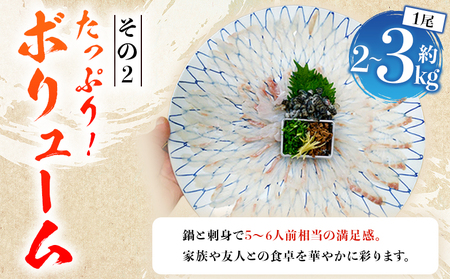 ＜活き〆 幻のクエ（養殖）1尾＞ 原体 真クエ くえ 約2kg～3kg 約5～6人前 宇和海産 鍋用 鮮度 刺身 鍋 お鍋 クエ鍋 海鮮鍋 たっぷり 食卓 海鮮 魚介 魚 高級魚 国産 橋本鮮魚 愛媛県 西予市【冷蔵】『1か月以内に順次出荷予定』UHS0001