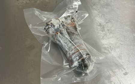 【 訳あり 】 伊勢海老 冷凍 2kg いせえび 海老 えび