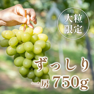 【早期予約限定】シャインマスカット 丹波篠山産 大粒だけ 〈2房・1.5kg以上〉シャインマスカット [PAK02]