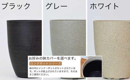 【グレー】大型観葉植物 ≪1鉢≫ 鉢カバー付き 観葉植物