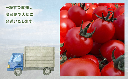 [2026年発送] 北海道 仁木町産 ミニトマト キャロルスター 800g  （32粒～50粒）トマト 野菜  国産 プチトマト 甘み 使いやすい サラダ お弁当 家庭用 子供に人気  リコピン [REDA FARM]