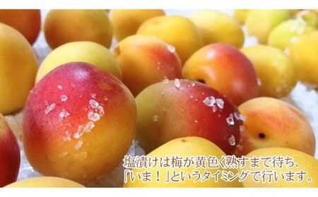 梅干し 一級品 福井県若狭町 袋入り300g 梅干し