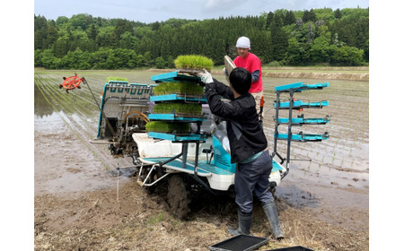 【令和7年産米】新潟県村上市産 こしいぶき 5kg×1袋 精米 1033003