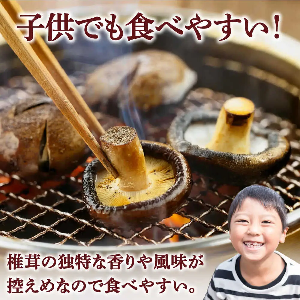 生しいたけ 【優品】15枚セット [SBX003] しいたけ