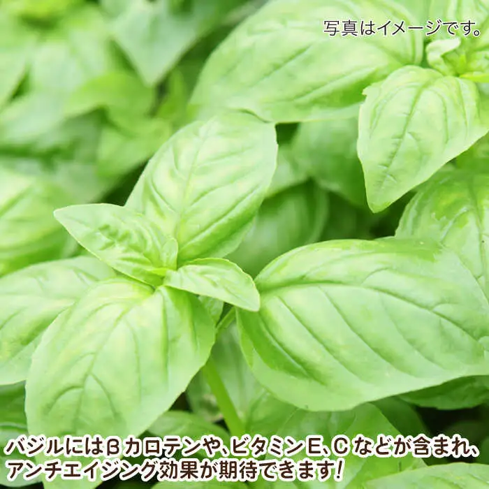 【2027年1月?発送】【愛情たっぷり】バジルペースト ×1本 / 南島原市 / ふくはちファーム/福島農園 [SBS025]