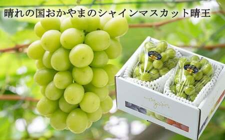 シャインマスカット 晴王 約500g×2房 （計約1kg） 【2026年8月下旬～11月下旬迄発送 ／ マスカット 葡萄 ぶどう 果物 果実 フルーツ 種なし 皮ごと 大粒 岡山県 美咲町 冷蔵