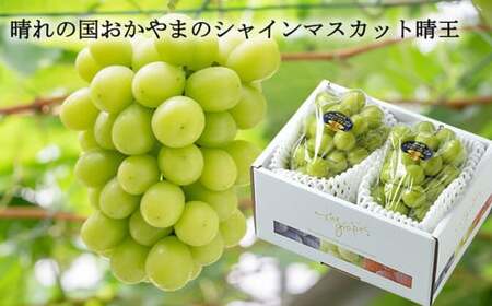 ご家庭用 シャインマスカット 晴王 約400g×2房 約800g 【2026年8月下旬～11月下旬迄発送】 ／ マスカット 葡萄 ぶどう 果物 果実 フルーツ 種なし 皮ごと 大粒 家庭用 岡山県 美咲町 冷蔵