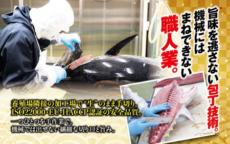 まぐろ 本マグロ 大トロ&中トロ＆赤身セット 500g（養殖)  【配達日指定不可】【nks110D】