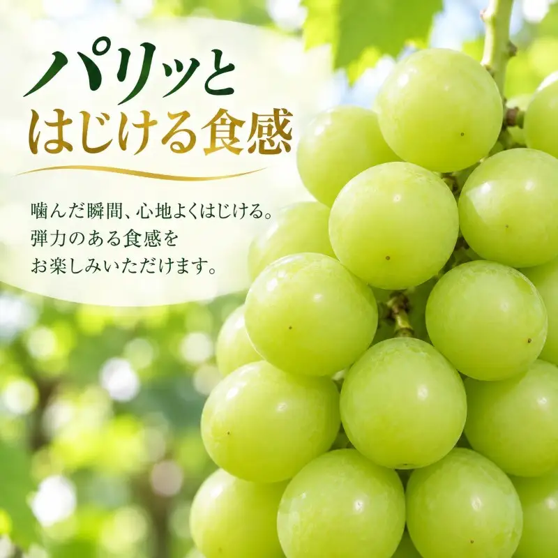 2026年産家庭用シャインマスカット 2kg以上　種なし 果物 ぶどう 葡萄 マスカット フルーツ 長野県 駒ケ根市