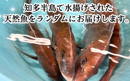 下処理済み 天然魚・切り身・アラセットC タレ付き 岬だより