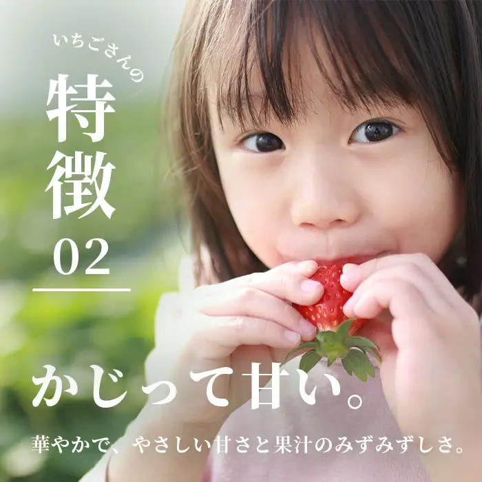 先行受付 いちごさん 240g×4P【生産者直送】いちご イチゴ  佐賀県 鹿島市【2027年2月頃～4月頃の発送予定】B-891
