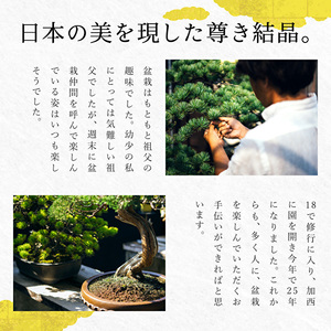 盆栽 翠松園 商品クーポン券 60,000円分 植物 観葉植物 園芸 商品券 兵庫県