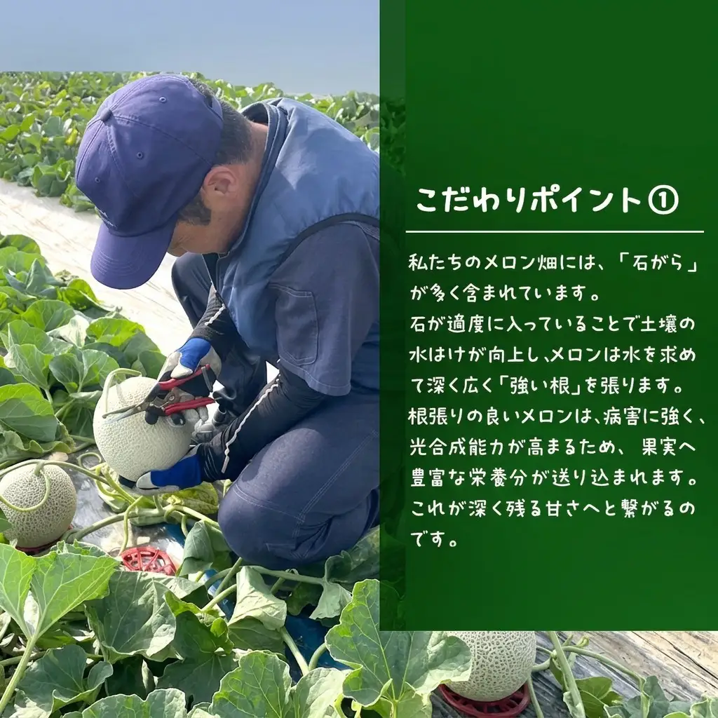 富良野メロン 赤肉 フルーツ 富良野メロン【2玉 計3.2kg以上】先行予約