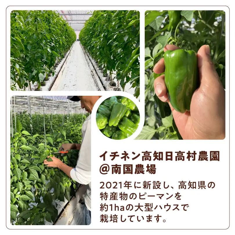 レトルトキーマカレー 10食セット｜高知県産ミニトマト 辛くない 大容量 常温保存 国産牛