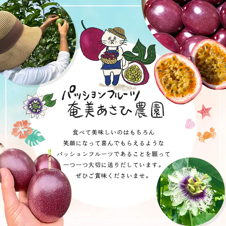 【 2027年 先行予約 】【 情熱のタマ 】 奄美産 パッションフルーツ 3.5kg （ 45玉前後 ） A203-001-02 フルーツ 果物 果実 期間限定 限定 甘酸っぱい 濃厚 美味しい おいしい 産地直送 奄美あさひ農園 ふるさと納税 鹿児島 奄美市 おすすめ ランキング プレゼント ギフト