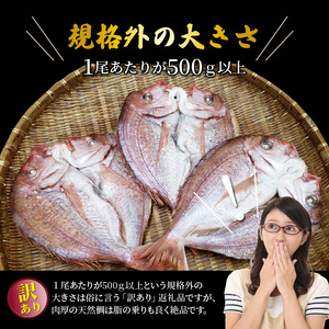 驚愕の大きさ！訳あり天然鯛の一夜干し1.8kg _1554R