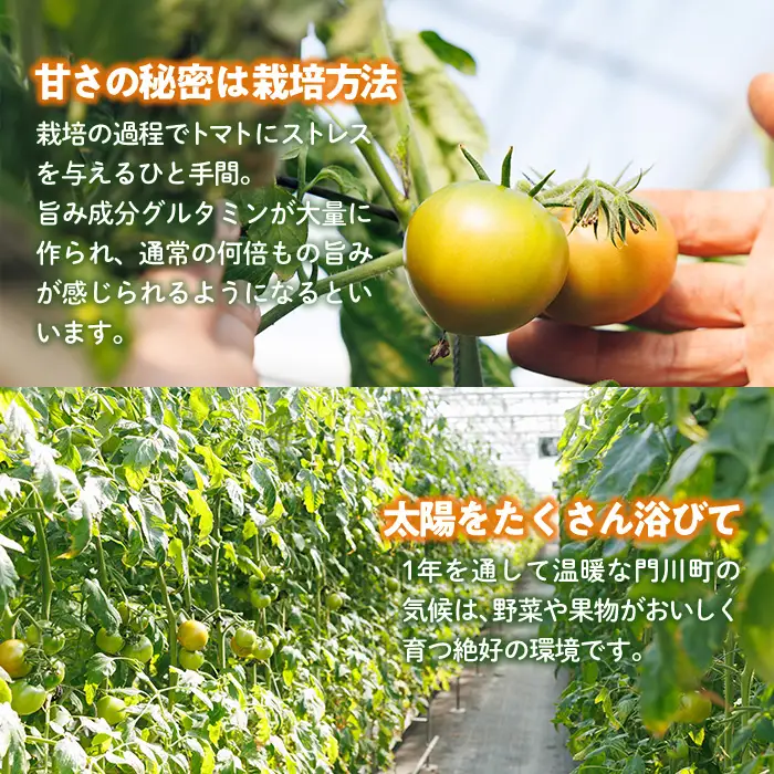 ＜先行予約受付中！2027年1～5月の間に発送予定＞門川ひなたのトマト(800g×2箱) 高糖度 トマト フルーツトマト 野菜 旬野菜 冷蔵 門川町産 宮崎県 門川町 【TM-02】【宮崎県農業協同組合日向地区本部(門川選果場)】