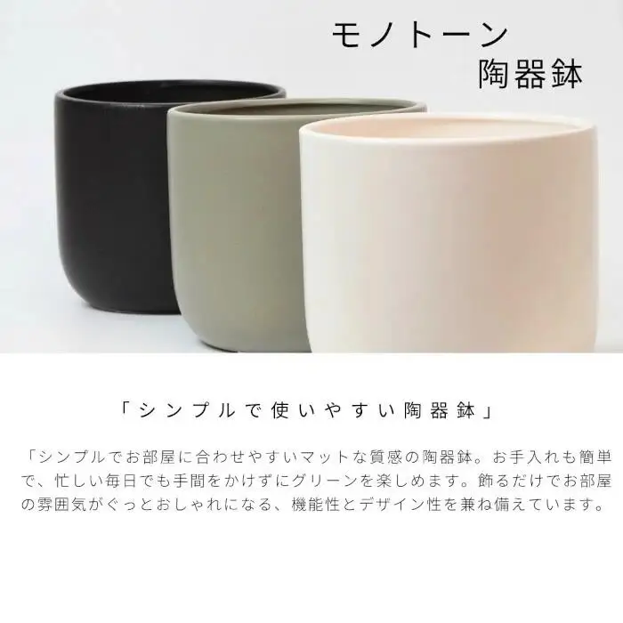 【白】ガジュマル モノトーン130 陶器鉢 1鉢 水位計セット