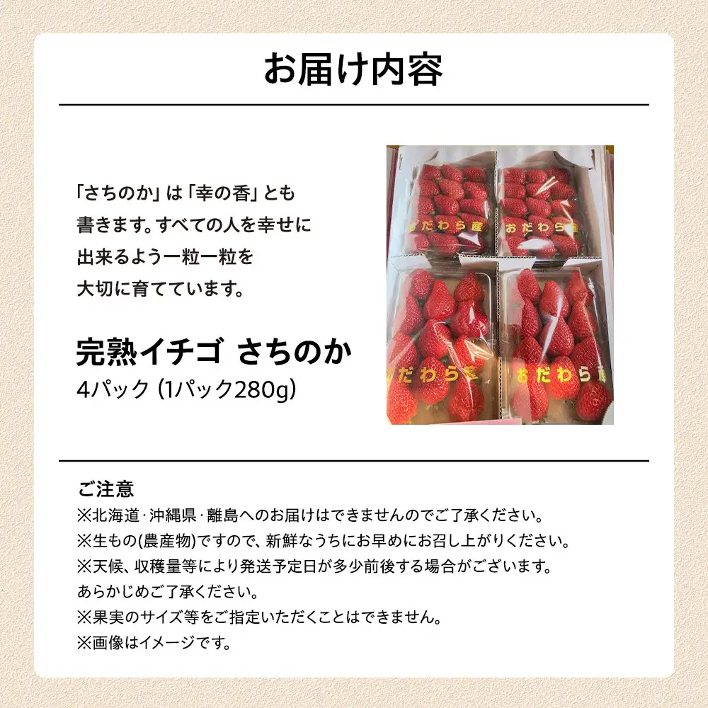 【期間限定・数量限定！】完熟イチゴ　さちのか　希少いちご　神奈川県産　苺　４パック入り |  フルーツ 果物 神奈川県 小田原市