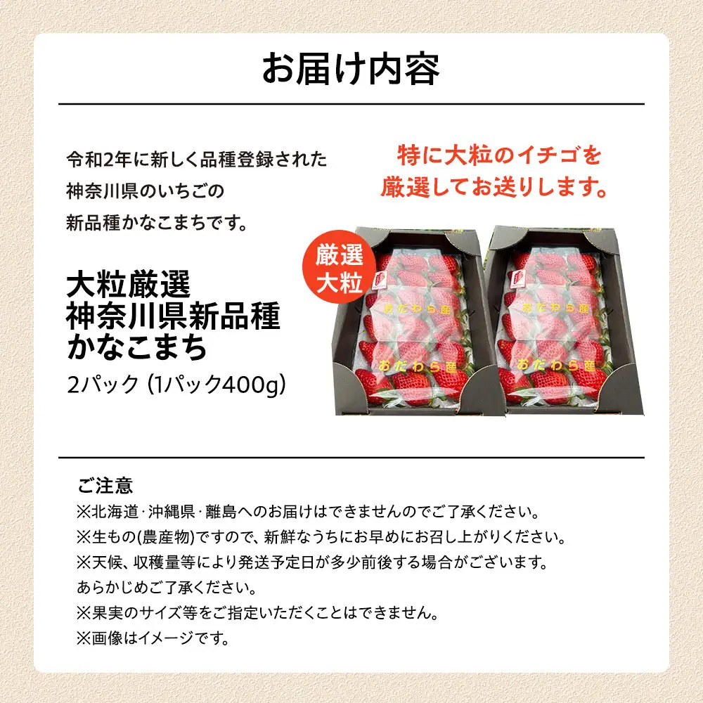 【期間限定・数量限定！】大粒厳選　神奈川県新品種「かなこまち」　完熟イチゴ　苺　2パック入り| いちご フルーツ 果物 神奈川県 小田原市