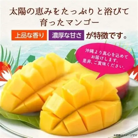 【2027年6月下旬から順次発送・訳あり】JAおきなわ厳選 アップルマンゴー1.5kg(3～6玉)【配送不可地域：離島】【1724295】