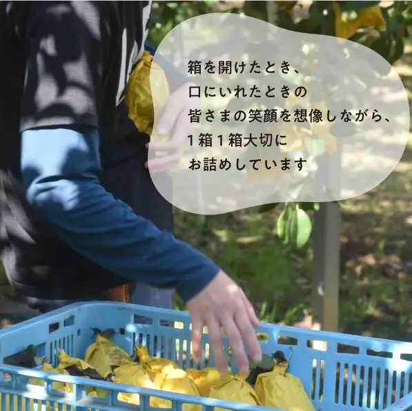 新高梨 ご家庭用 3-6玉 (岡山県産) 【KF-C020-01】