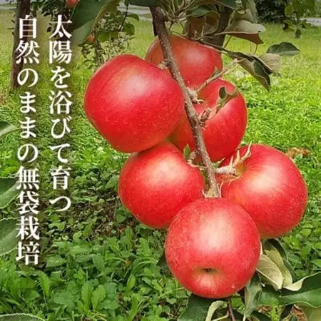 【青森直送 季節の味覚をお届け!】サン北斗(幻のサン北斗)5kg×1箱(訳あり)青森産 産地直送【配送不可地域：離島】【1700964】