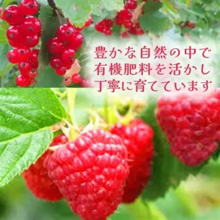 【令和8年8月以降出荷】有機JAS認証 冷凍ラズベリー2種食べ比べ 1kg (500g×2袋)【配送不可地域：離島】【1677059】