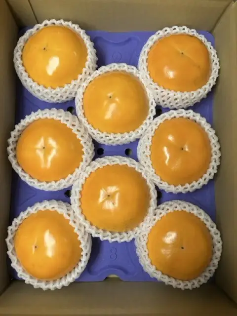 【期間限定】令和8年産 輝太郎 2kg 6玉～10玉（柿） フルーツ 先行予約 柿 倉吉産 ブランド柿 果物 数量限定