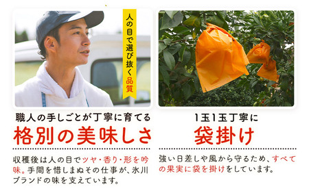 晩白柚 2玉 2Lサイズ ばんぺいゆ 熊本《12月上旬-1月末頃出荷》熊本県 氷川町 果物 フルーツ 熊本県産 晩白柚 ばんぺいゆ