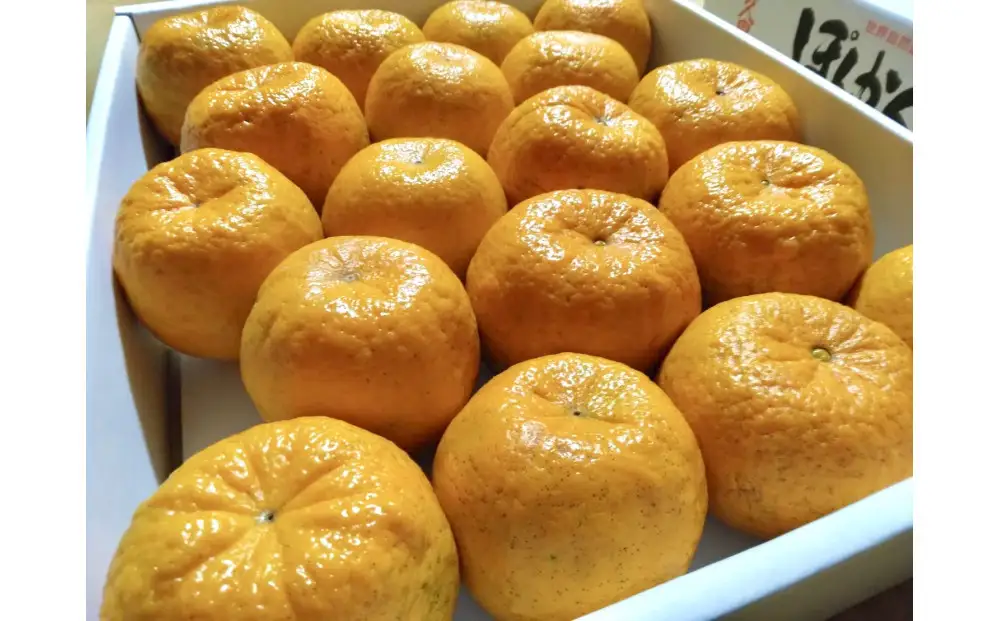 【2027年1月初旬以降発送】完熟！あま～い 屋久島ぽんかん 約3kg＜先行予約＞｜ぽんかん