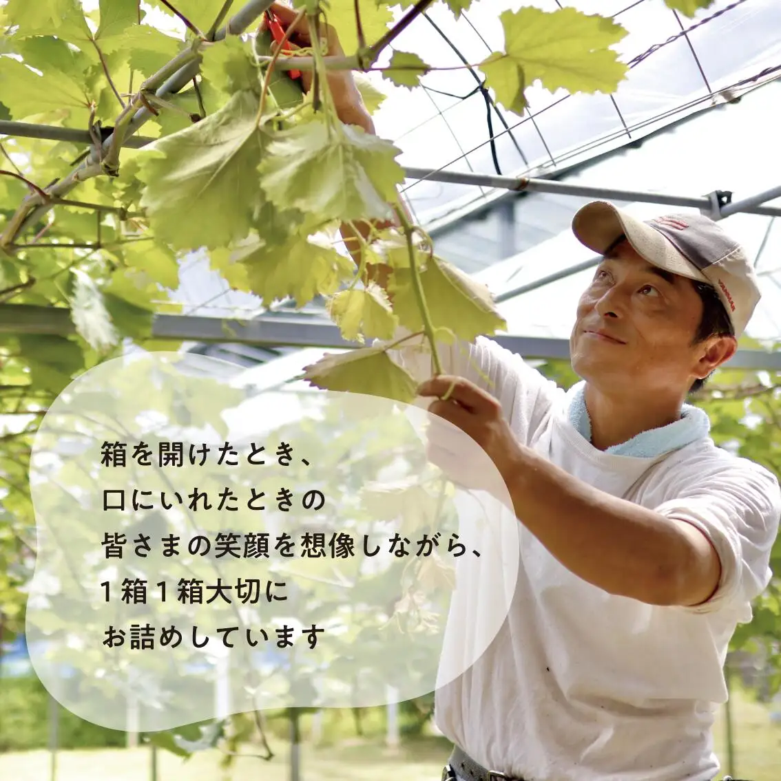 ピオーネとシャインマスカット、中2房の2回便！(定期便) (岡山県産)【KF-T002-02】