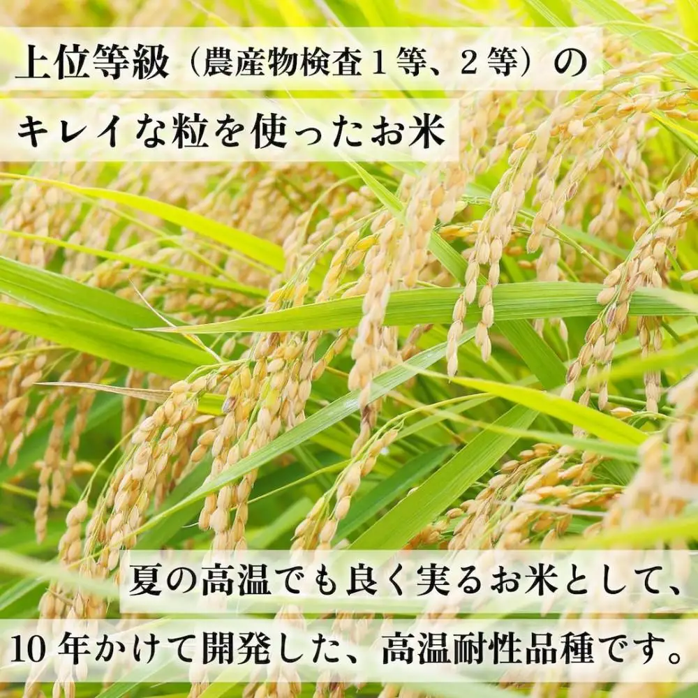 令和7年産 福岡県産米 元気つくし 合計10kg ( 5kg×2袋 )