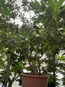 上郡町産 ジャボチカバの苗木（小）| ジャボチカバ 植物 フルーツ 珍しい おいしい 兵庫県 上郡町