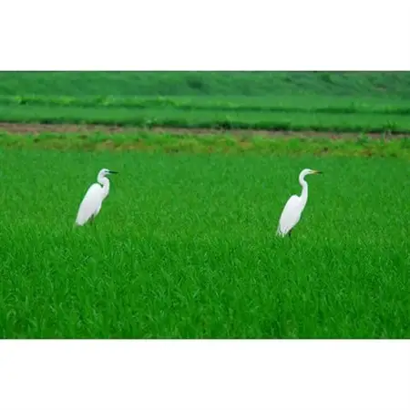 すだチキンバーガー5個入 計850g 徳島県産【配送不可地域：離島】【1676587】
