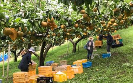 大分県 九重町産 梨 詰め合わせ 約5kg 【2026年8月下旬-10月下旬発送予定】