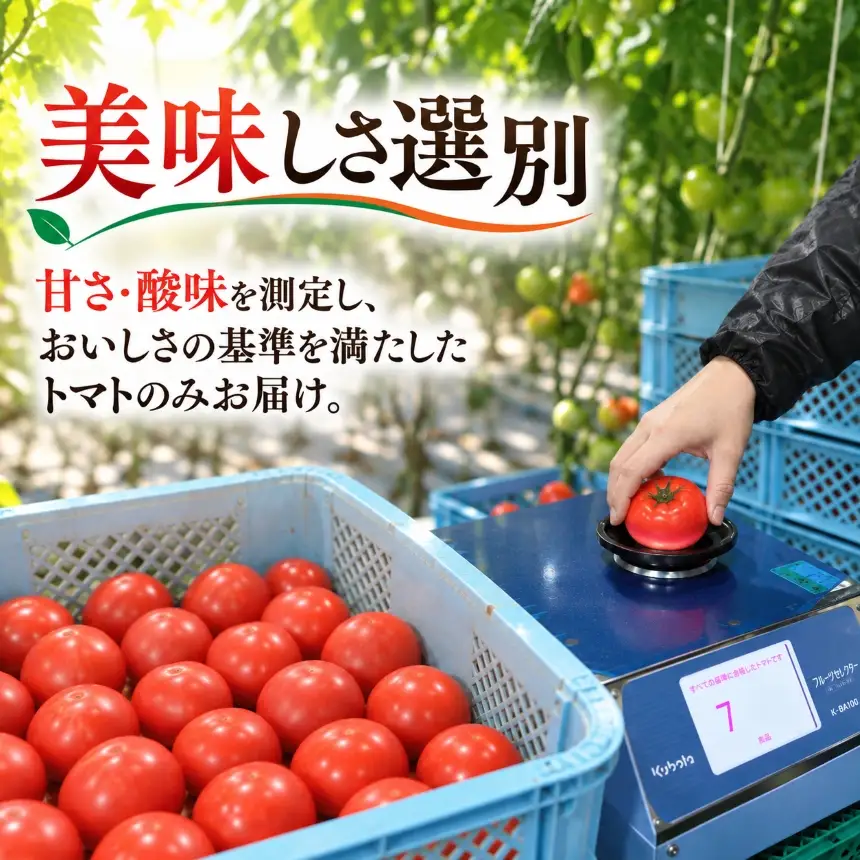農家直送 旬のトマト  ルネッサンストマト 約1kg