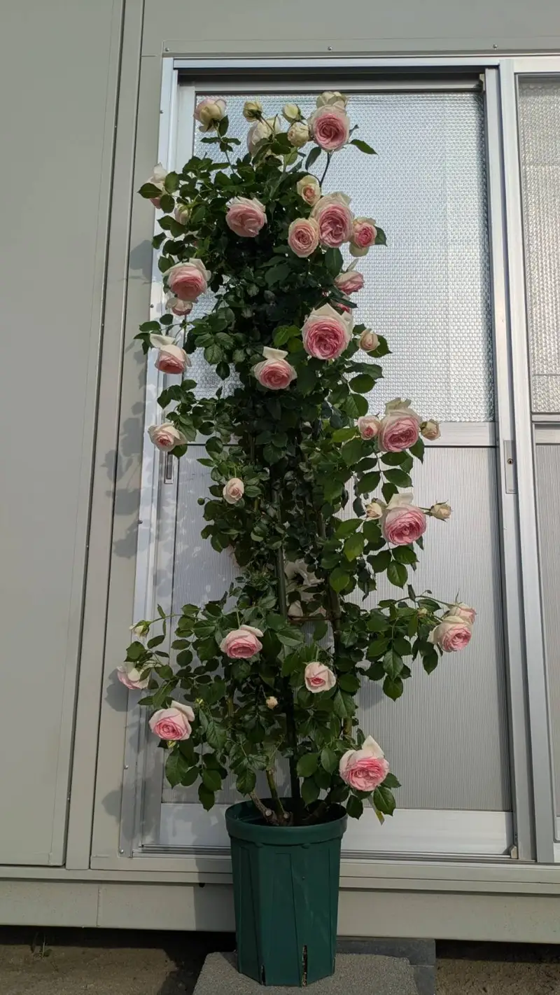  バラ苗鉢植え「長尺・ピエールドゥロンサール」　バラ苗 1鉢 ノイバラ台木 つる性 長尺 弱い返り咲 微香 8寸鉢 2年生苗 ガーデニング 初心者 一番人気 母の日 父の日 誕生日 新築祝い 記念樹 育て方ガイド同梱 コマツガーデン [h190]