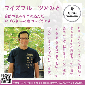 【9月上旬より順次発送】【数量限定】種なし巨峰 約1キロ（2～3房）（MA-2）