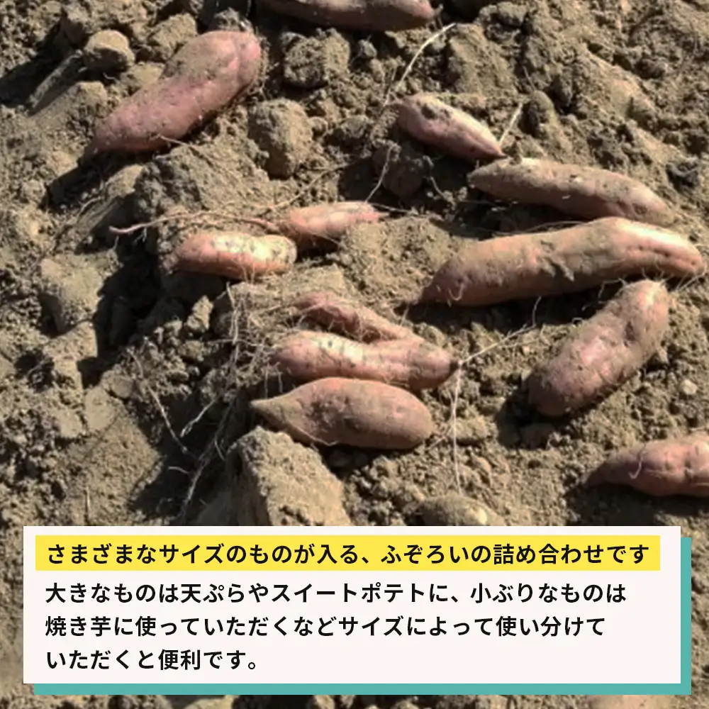 【産地直送】安納芋（淡路島産）土付き　約5kg　不揃い【栽培期間中、農薬・化学肥料不使用】さつまいも
