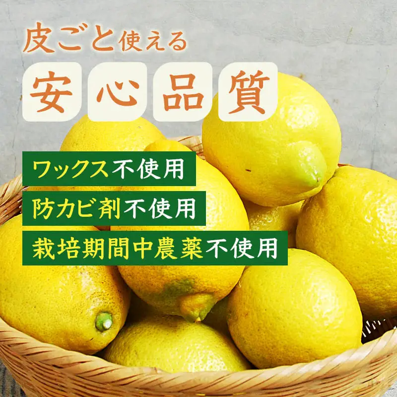 レモン 京都潮風檸檬（R） 2kg（16個前後） 栽培期間中農薬不使用 れもん