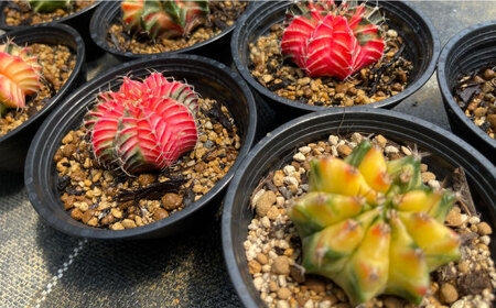 ギムノカリキウム ミハノビッチ 9株 Gymnocalycium mihanovichii 長与町/アグリューム[EAI281]
