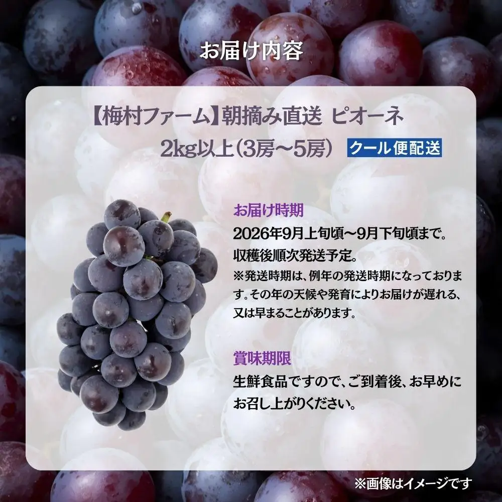 【2026年発送 先行予約】【梅村ファーム】朝摘み直送 ピオーネ（3～5房入り 約2.0kg）【030-a021】