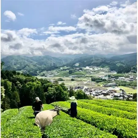 レストラン・ホテルの料理長やソムリエに選ばれる高級ボトリングティー6本 | Wazuka Green【配送不可地域：離島】【1651778】