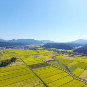 【定期便】【無洗米】 令和8年産予約 もがみ誉れ 10kg (5kg×2) 3回配送