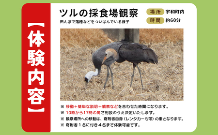 ＜ツルのねぐら・採食場観察ツアー（ツルの採食場観察のみ）＞ つる ツル 鶴 鳥 野鳥 貴重 体験 観察 ツアー ねぐら ネグラ ねぐら観察 ねぐら入り ねぐら立ち ナベヅル 鍋鶴 マナヅル 真鶴 真名鶴 野鳥観察 採食場 西予市観光物産協会 愛媛県 西予市 USB0010