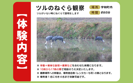 ＜ツルのねぐら・採食場観察ツアー（ツルのねぐら観察のみ）＞ つる ツル 鶴 鳥 野鳥 貴重 体験 観察 ツアー ねぐら ネグラ ねぐら観察 ねぐら入り ねぐら立ち ナベヅル 鍋鶴 マナヅル 真鶴 真名鶴 野鳥観察 採食場 西予市観光物産協会 愛媛県 西予市 USB0011