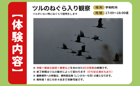 ＜ツルのねぐら・採食場観察ツアー（ツルのねぐら入り観察のみ）＞ つる ツル 鶴 鳥 野鳥 貴重 体験 観察 ツアー ねぐら ネグラ ねぐら観察 ねぐら入り ねぐら立ち ナベヅル 鍋鶴 マナヅル 真鶴 真名鶴 野鳥観察 採食場 西予市観光物産協会 愛媛県 西予市 USB0012