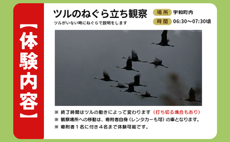 ＜ツルのねぐら・採食場観察ツアー（ツルのねぐら立ち観察のみ）＞ つる ツル 鶴 鳥 野鳥 貴重 体験 観察 ツアー ねぐら ネグラ ねぐら観察 ねぐら入り ねぐら立ち ナベヅル 鍋鶴 マナヅル 真鶴 真名鶴 野鳥観察 採食場 西予市観光物産協会 愛媛県 西予市 USB0013